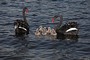 Черные лебеди - редкие птицы. Они образуют только одну пару 